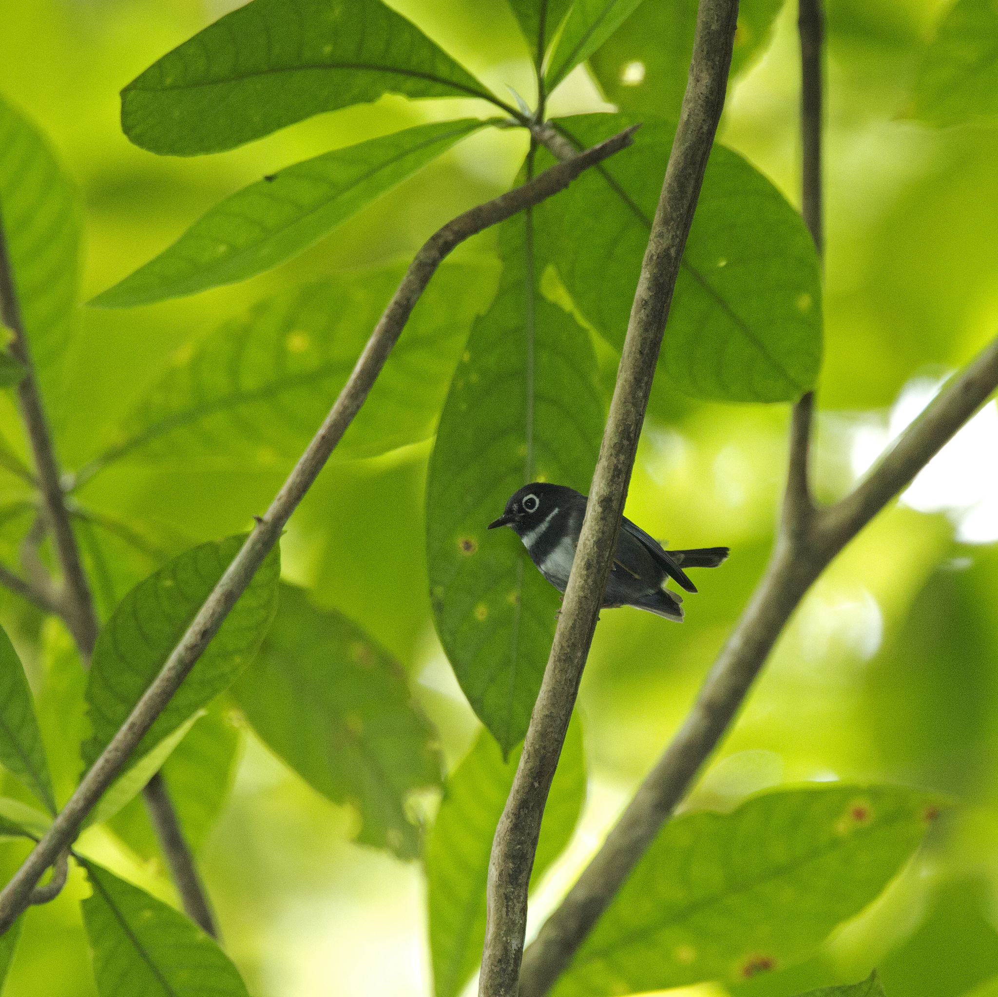 Whistling Warbler (Catharopeza bishopi)