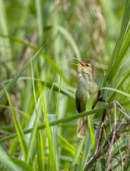 Saipan Reed-Warbler photo 2