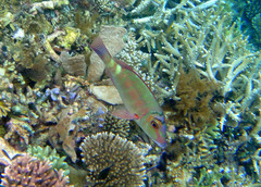 Lethrinus erythropterus