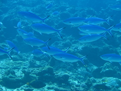 Caesio lunaris