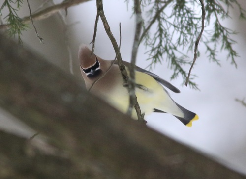 Cedar Waxwing photographed in Tennessee