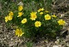 Adonis volgensis - Photo (c) Tatyana Sova, some rights reserved (CC BY-NC), uploaded by Tatyana Sova