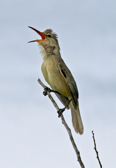 Saipan Reed-Warbler photo 1