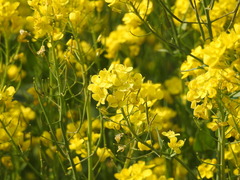 Brassica napus