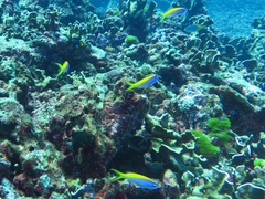 Mirolabrichthys evansi
