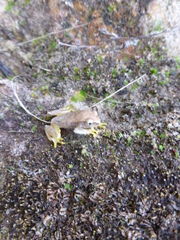 Heterixalus betsileo