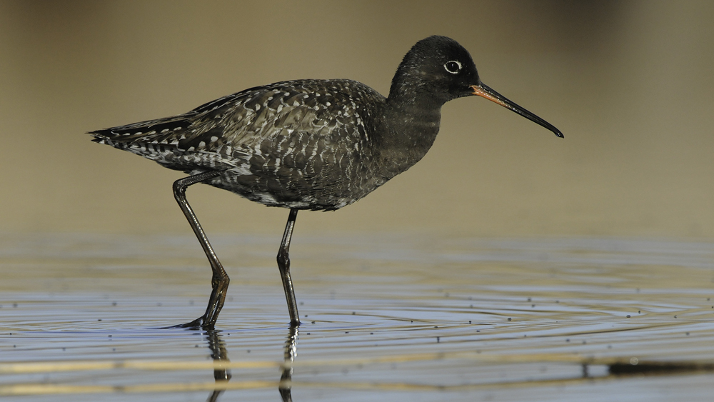 Spotted Redshank photo