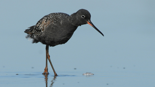 Spotted Redshank