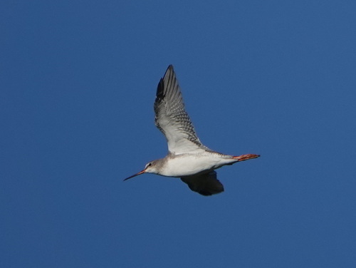 Spotted Redshank