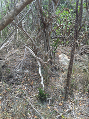 Leptocereus quadricostatus