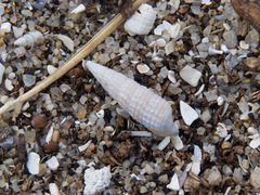 Cacozeliana granarium