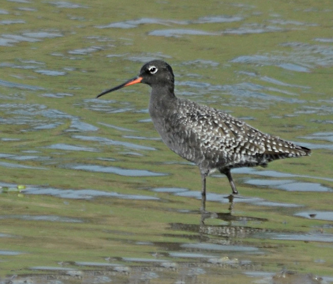 Foto de Spotted Redshank