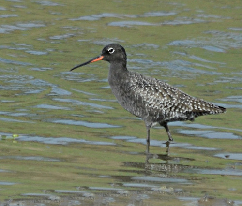 Spotted Redshank