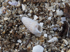 Cacozeliana granarium