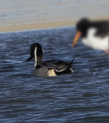 Northern Pintail, De Cocksdorp, Niederlande, photo 10 of 10