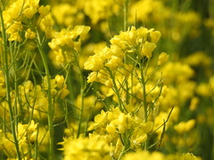 Brassica napus
