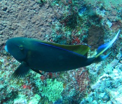 Acanthurus bariene
