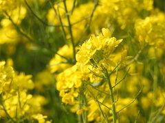 Brassica napus