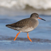 Common Redshank - Photo (c) In Memoriam: Mark Kilner, some rights reserved (CC BY-NC-SA)