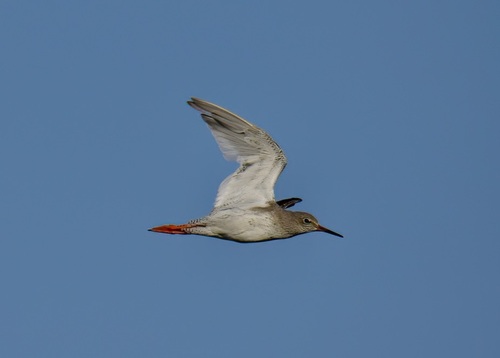 Foto de Common Redshank