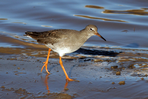 Common Redshank, photo 5 of 10