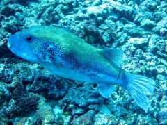 Arothron caeruleopunctatus