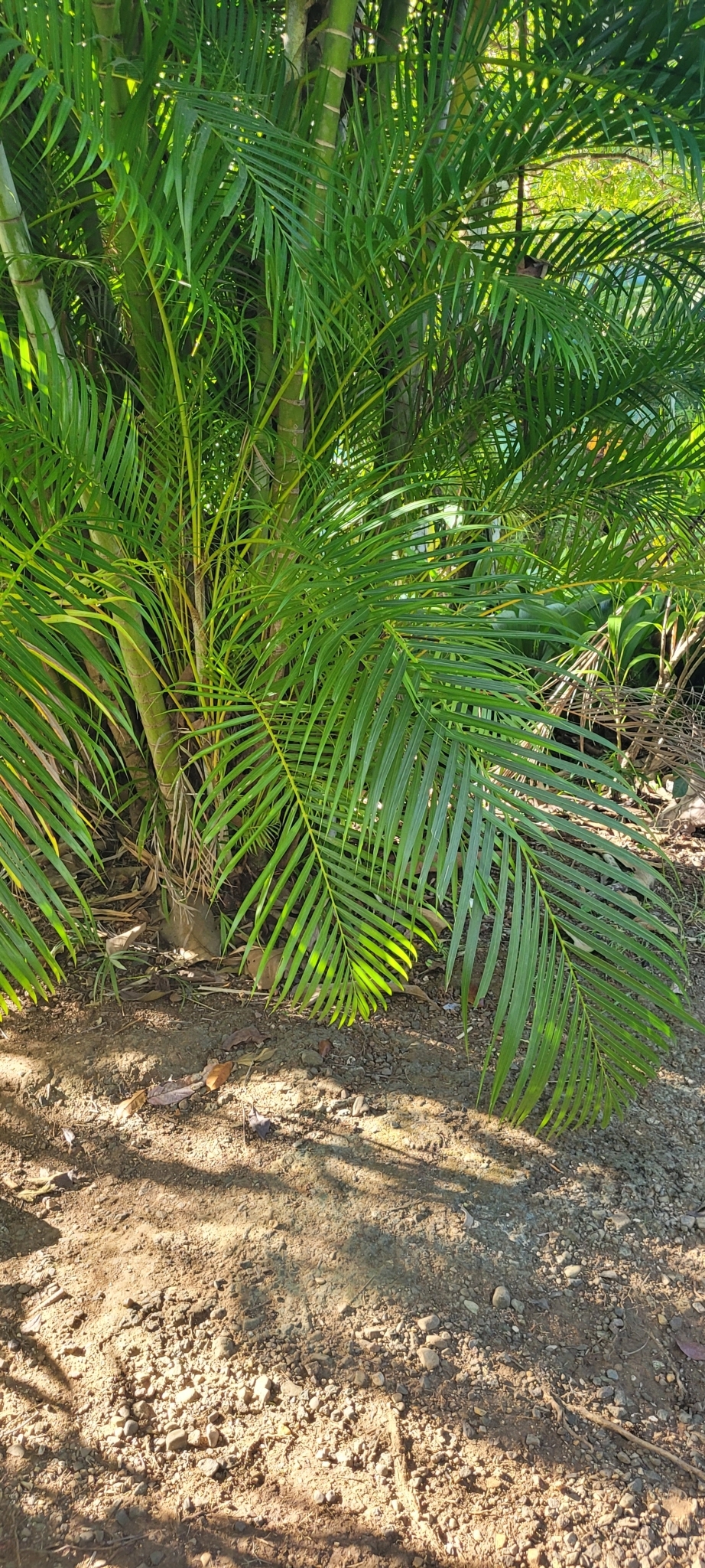 Imagem de Areca-bambu