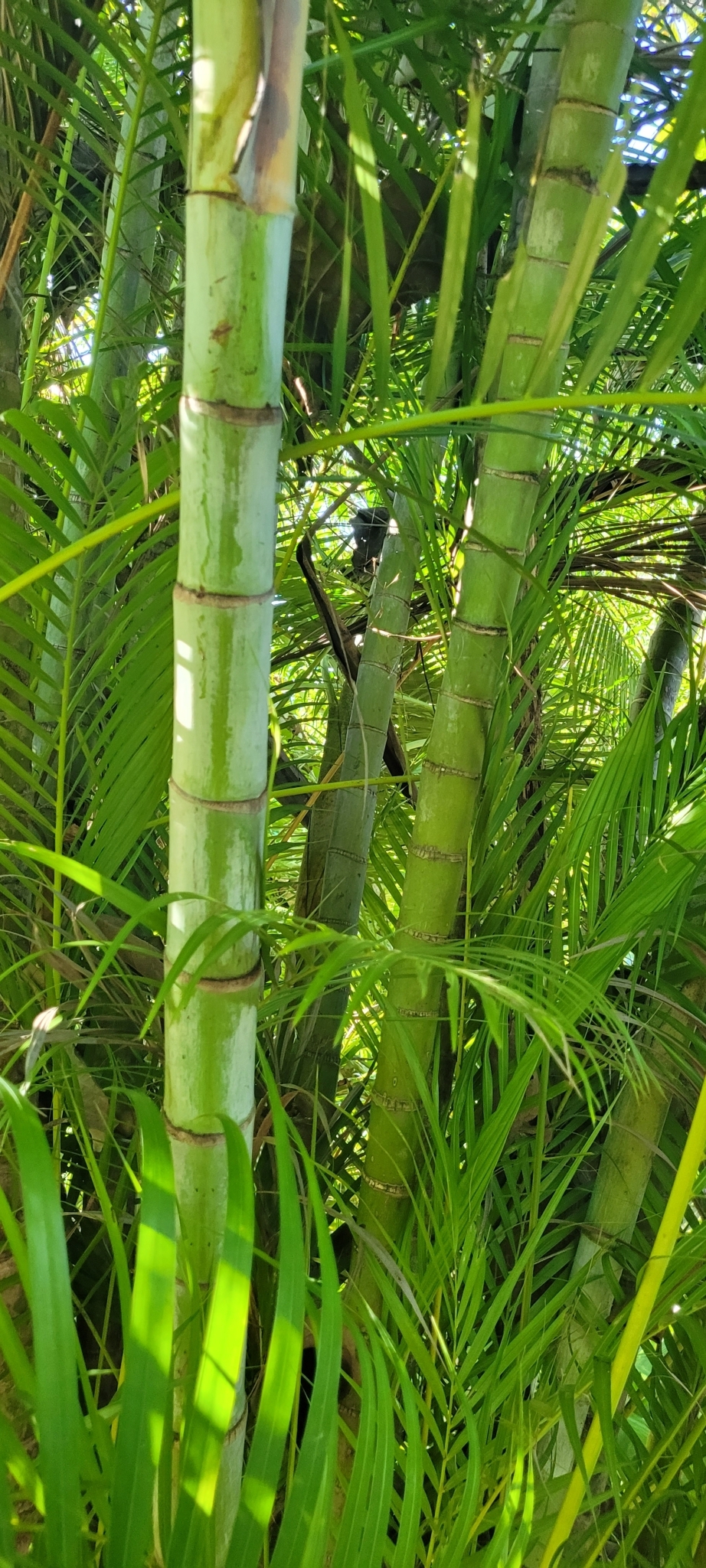 Imagem de Areca-bambu