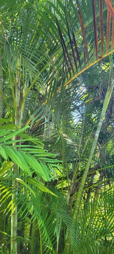 Foto de Areca-bambu