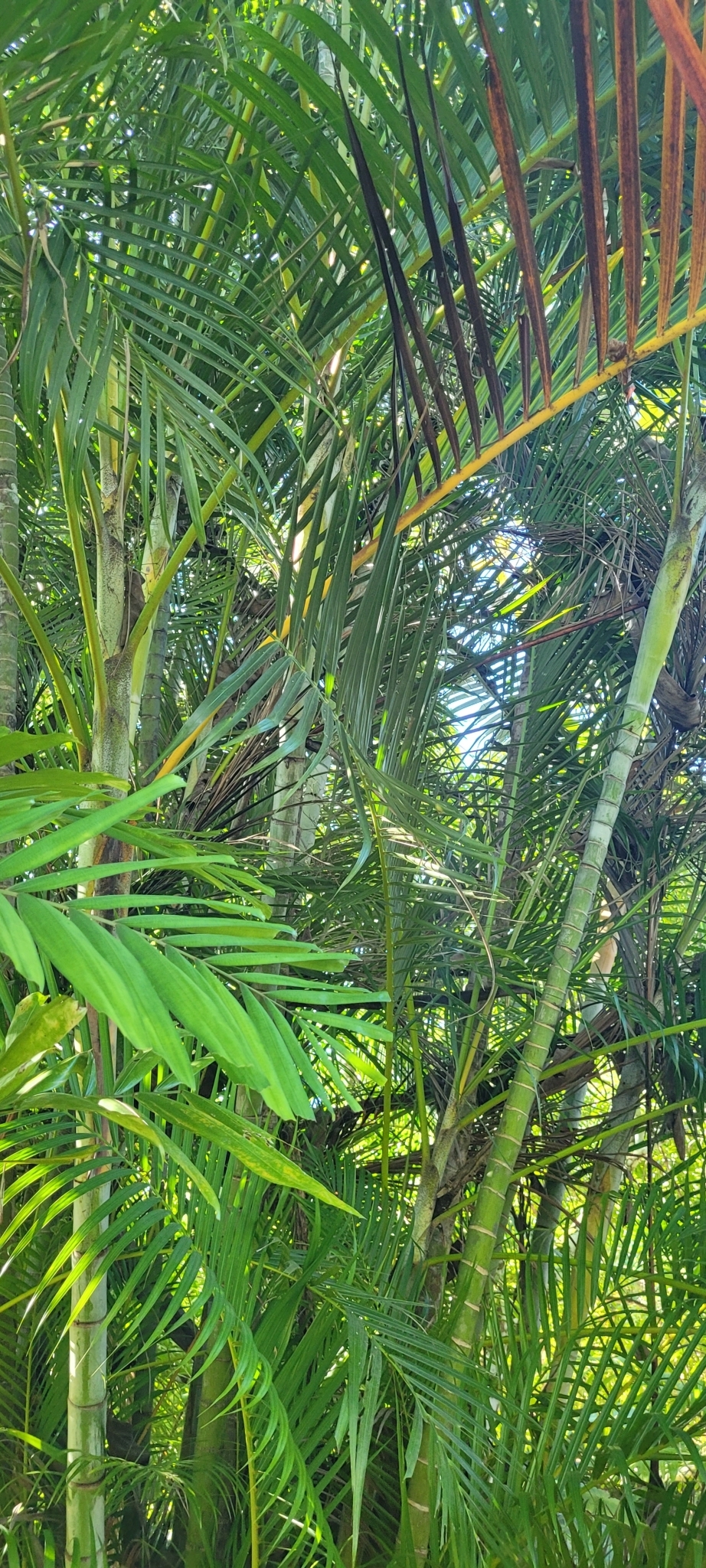 Imagem de Areca-bambu