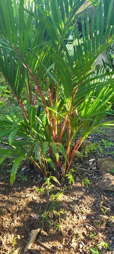 Foto de Palmeira-ráfia