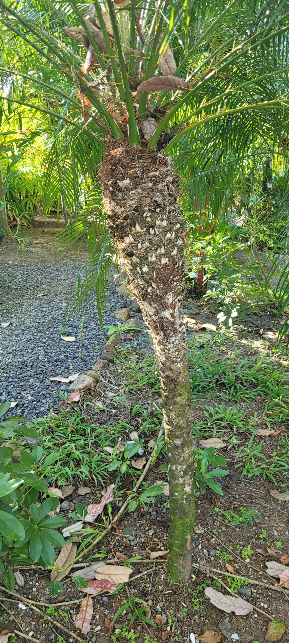 Imagem de Palmeira-dama