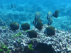 Chaetodon collare