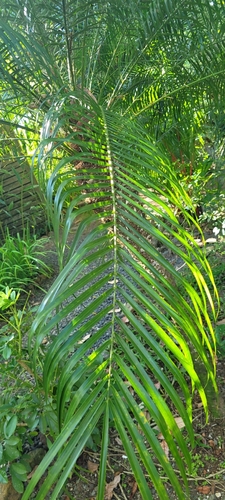 Foto de Palmeira-dama