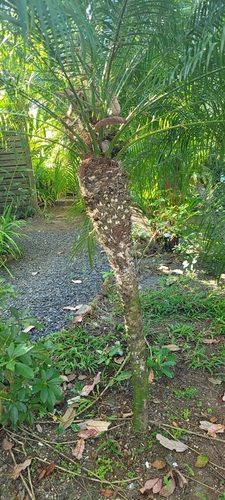 Foto de Palmeira-dama