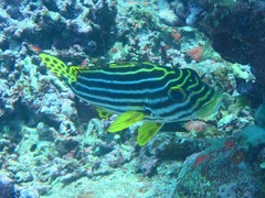 Plectorhinchus vittatus