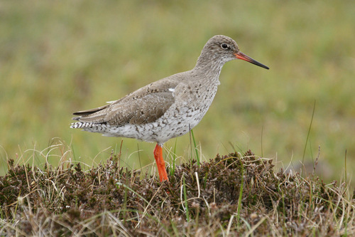 Foto de Common Redshank