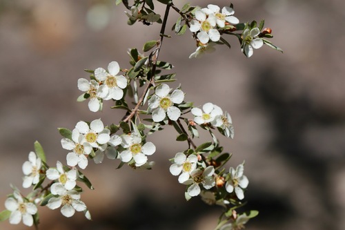 Leptospermum sericatum, 2023-09-12