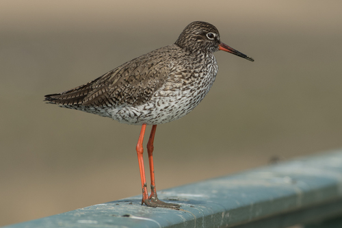 Foto de Common Redshank