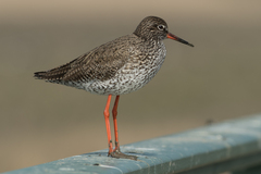 Common Redshank photo 3