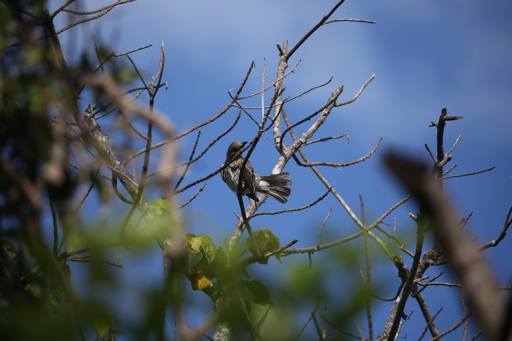 australasian-figbird-from-bogangar-nsw-2488-australia-on-january-20