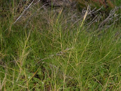 Distichlis distichophylla