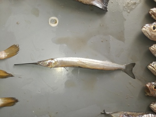 Halfbeak (Hyporhamphus snyderi) — Hemiramphidae