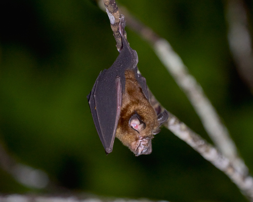 Rhinolophus euryotis observed 2023-12-23
