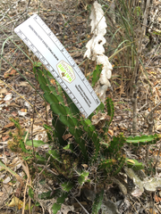 Leptocereus quadricostatus