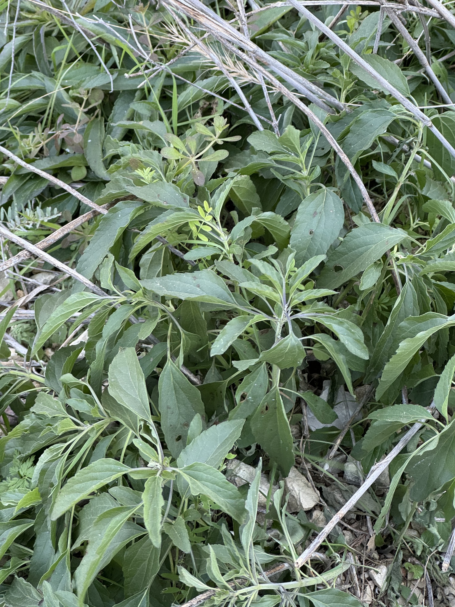 Imagem de Salvia Azul