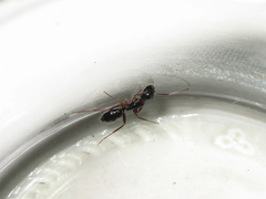 Camponotus quadrinotatus