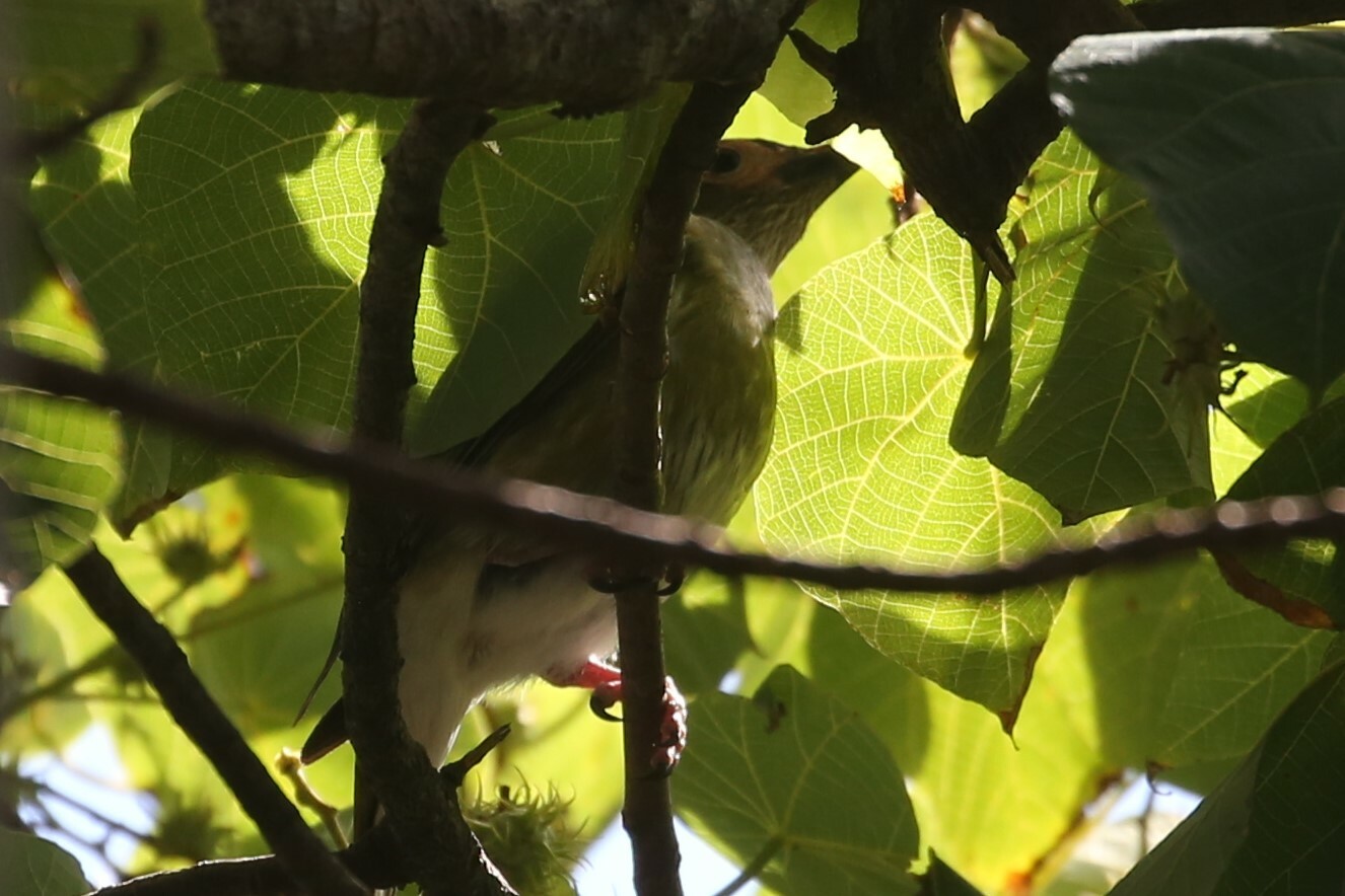 Australasian Figbird illustration