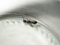 Camponotus quadrinotatus