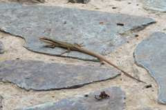 Takydromus kuehnei